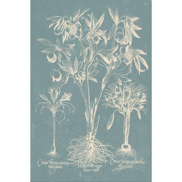 Delicate Besler Botanical II - Wrapped Canvas Print August Grove Size: 46cm H x 30cm W on Productcaster.