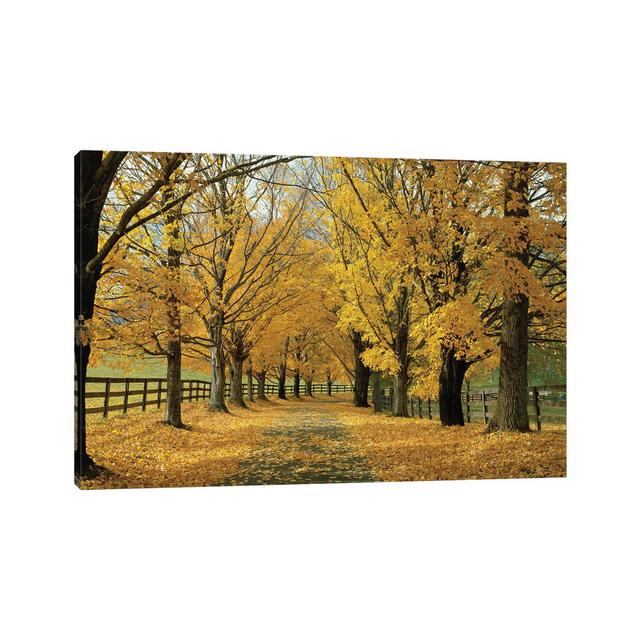 Autumn Trees Near Waynesboro, Virginia, USA by Panoramic Images - Wrapped Canvas Print Latitude Run Size: 66.04cm H x 101.6cm W x 1.91cm D on Productcaster.