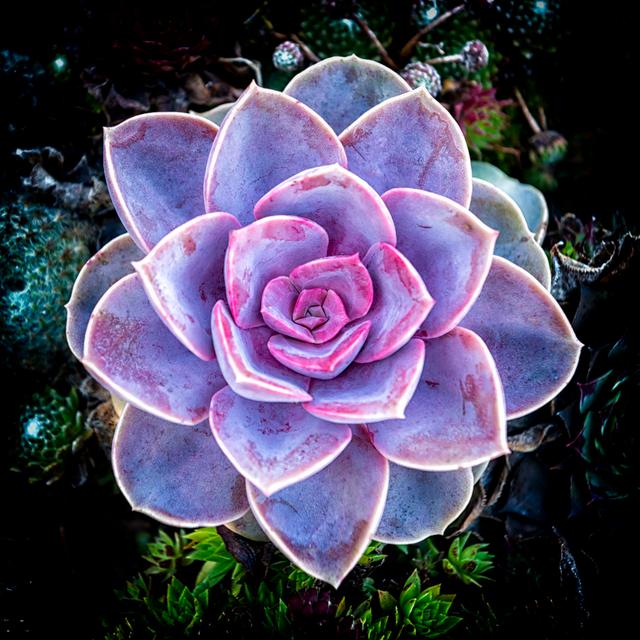 Succulent Flowerbeds Squared by Martin Wahlborg - Print World Menagerie Size: 40cm H x 40cm W on Productcaster.