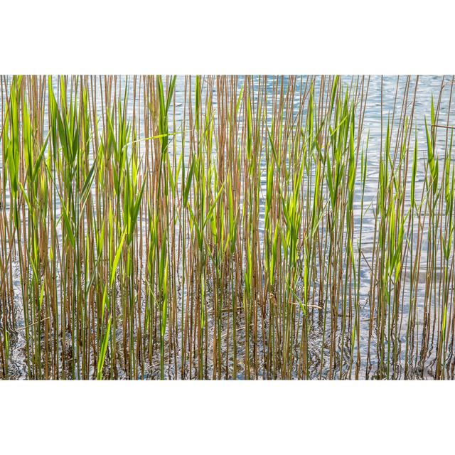 Reeds by Barbara Markoff - Wrapped Canvas Print Metro Lane Size: 30cm H x 46cm W on Productcaster.