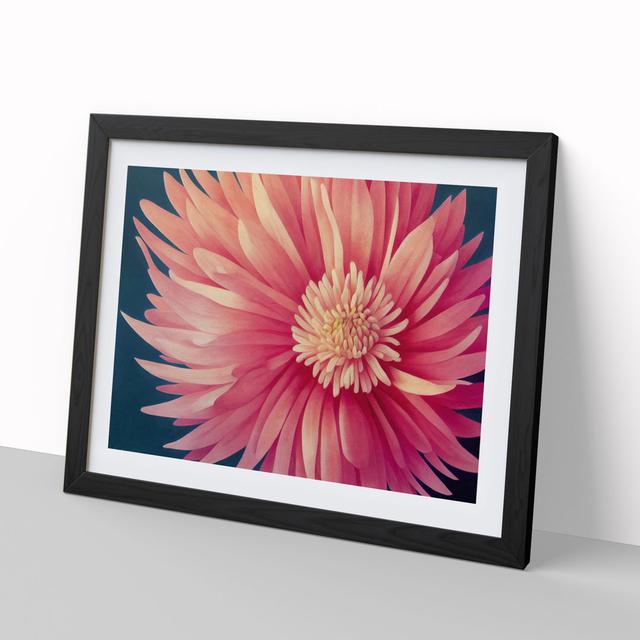 Super Chrysanthemum Flower - Picture Frame Graphic Art Marlow Home Co. Frame Colour: Black, Size: 25cm H x 34cm W x 2cm D on Productcaster.