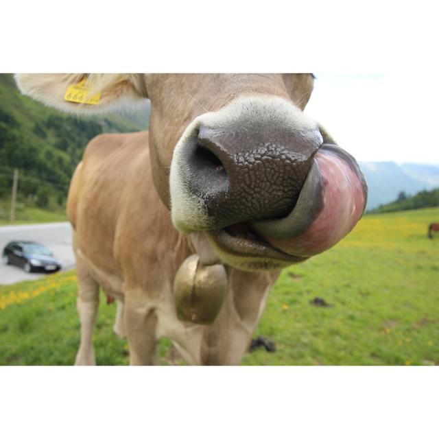 Snout Of A Cow by Africanway - Wrapped Canvas Print Brambly Cottage Size: 30cm H x 46cm W on Productcaster.