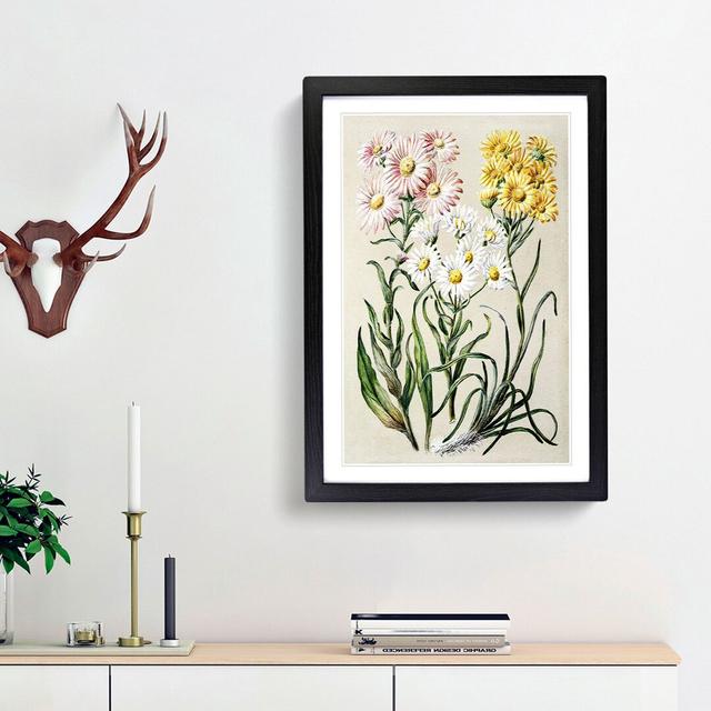 Groundsel Daisy Flowers by Sarah Featon - Picture Frame Painting Print East Urban Home Frame Option: Black Framed, Size: 65cm H x 48cm W x 2cm D on Productcaster.