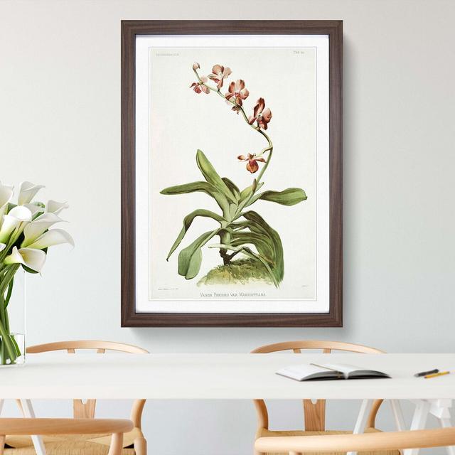 Magnolia Flowers Illustration Tab. 96 by Frederick Sander - Picture Frame Painting Print East Urban Home Size: 91cm H x 60cm W x 2cm D, Frame Option: on Productcaster.