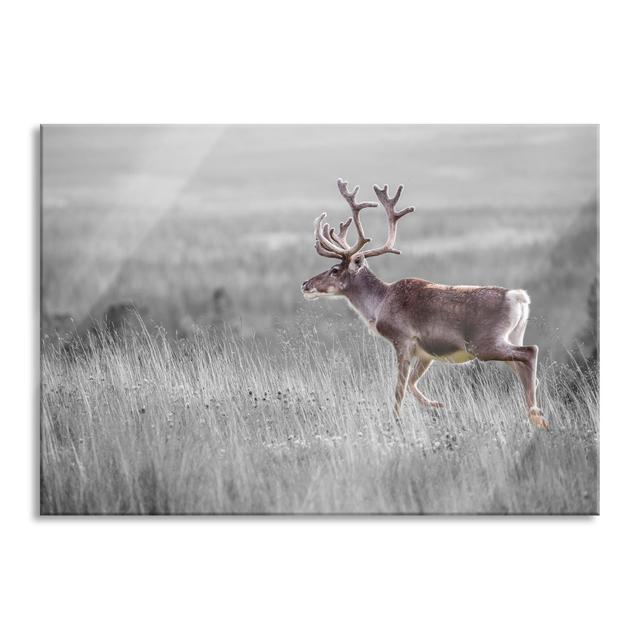 Reindeer in Norway - Unframed Photograph on Glass Union Rustic Colour: Grey/Brown, Size: 60cm H x 80cm W x 0.4cm D on Productcaster.