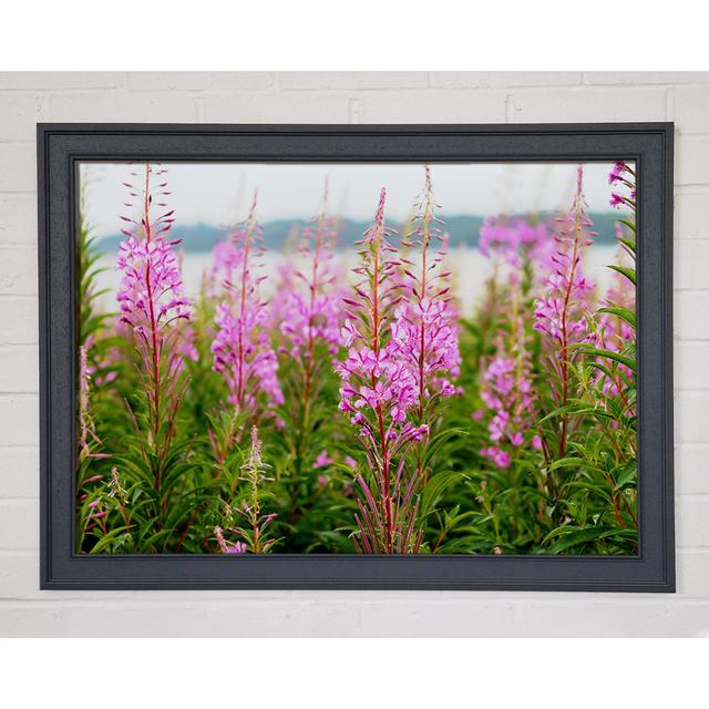 Pink Flowers in Front of the Stream - Single Picture Frame Art Prints Ebern Designs Size: 84.1cm H x 118.9cm W on Productcaster.