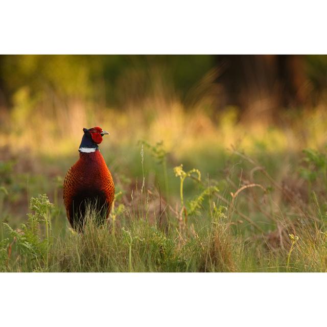 Pheasant by DamianKuzdak - No Frame Art Prints on Canvas 17 Stories Size: 20cm H x 30cm W on Productcaster.