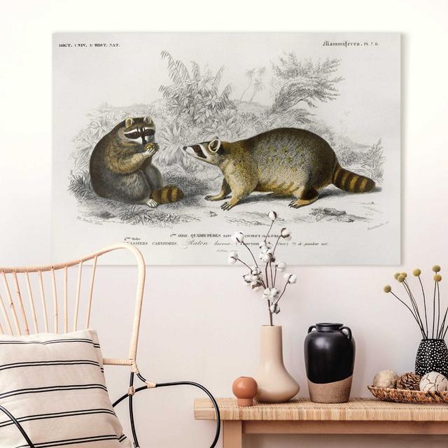 Leinwandbild Illustration Waschbär Union Rustic Größe: 40cm H x 60cm B on Productcaster.