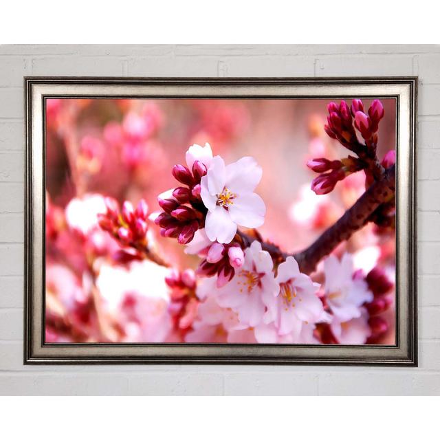 Cherry Blossom Buds - Print Brayden Studio Size: 29.7cm H x 42cm W x 1.5cm D, Format: Natural Framed Paper on Productcaster.