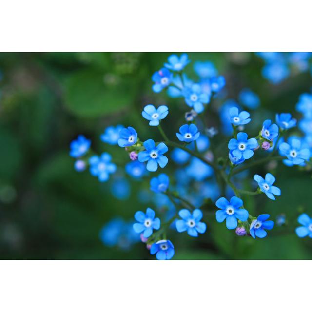 Forget Me Nots Blooming on a Branch by Sunnyfrog - Wrapped Canvas Photograph Ebern Designs Size: 51cm H x 76cm W x 3.8cm D on Productcaster.