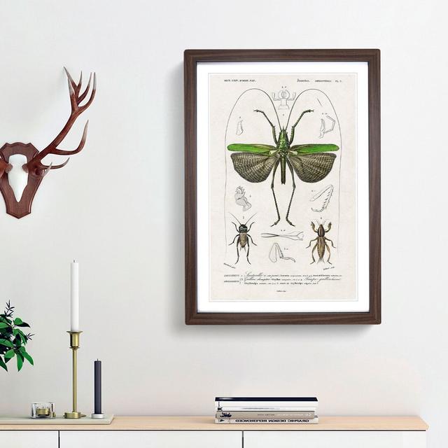 Grasshopper Illustration by Charles D' Orbigny - Picture Frame Graphic Art Print East Urban Home Size: 65cm H x 48cm W x 2cm D, Frame Option: Walnut F on Productcaster.