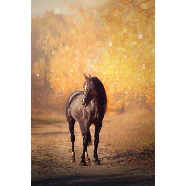 Black Arabian Horse by Ashva - Wrapped Canvas Print Natur Pur Size: 30cm H x 20cm W on Productcaster.