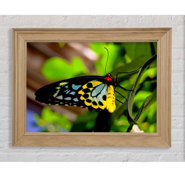 Beautiful Colourful Butterfly Framed Print Bright Star Size: 84.1cm H x 142.2cm W on Productcaster.