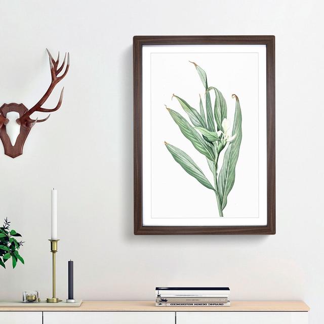 White Garland Lily Flower by Pierre-Joseph Redoute - Picture Frame Art Prints East Urban Home Frame Option: Walnut Framed, Size: 36cm H x 27cm W x 2cm on Productcaster.