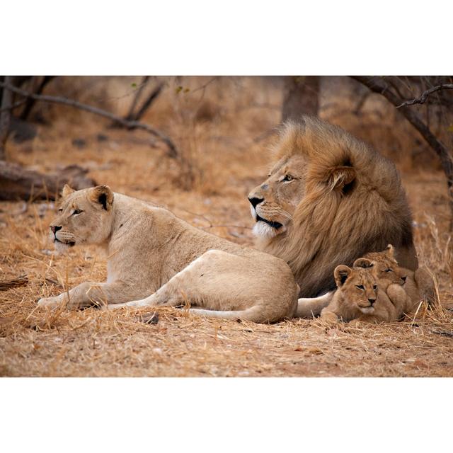 Lions (Panthera Leo) by Marieholding - Wrapped Canvas Photograph Latitude Run Size: 30 cm H x 46 cm W on Productcaster.