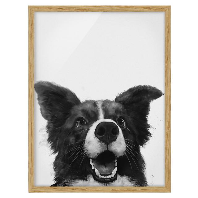 Illustration Dog Border Collie Black White - Picture Frame Graphic Art Rosalind Wheeler Size: 40cm H x 30cm W x 2cm D, Frame Option: Brown Framed on Productcaster.