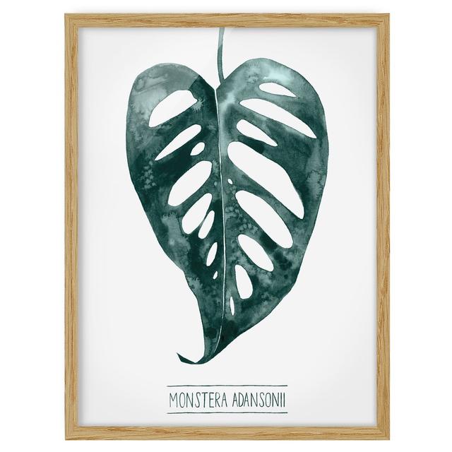 Emerald Green Monstera Adansonii - Picture Frame Graphic Art 17 Stories Size: 70cm H x 50cm W x 2cm D, Frame Option: Brown on Productcaster.