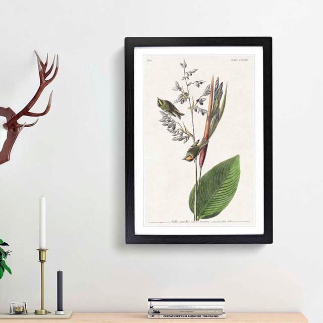 American Golden Crested Wren by John Audubon - Single Picture Frame Painting East Urban Home Size: 63cm H x 45cm W x 2cm D, Frame Option: Black Framed on Productcaster.