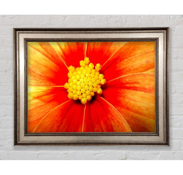 Orange Petal Delight - Single Picture Frame Art Prints Bright Star Size: 21cm H x 42cm W on Productcaster.