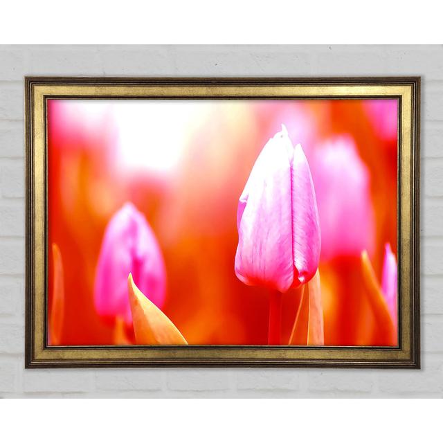 Pink Tulip On Red - Single Picture Frame Art Prints Brayden Studio Size: 84.1cm H x 118.9cm W x 1.5cm D on Productcaster.