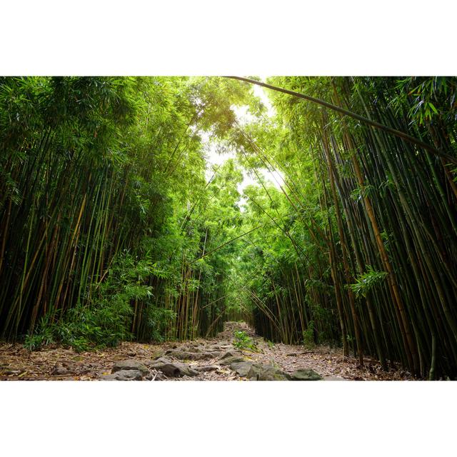 Bamboo Forest, Hawaii by MNStudio - Wrapped Canvas Print Alpen Home Size: 20cm H x 30cm W on Productcaster.