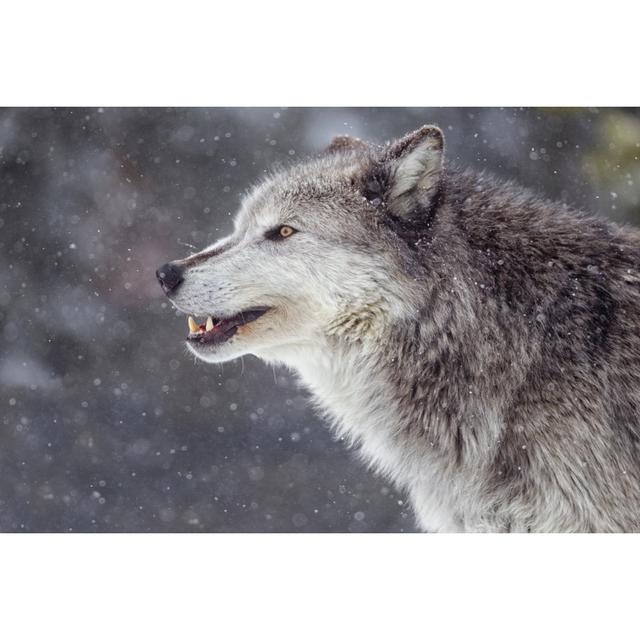 Winter Wolf by KenCanning - Wrapped Canvas Art Prints Alpen Home on Productcaster.