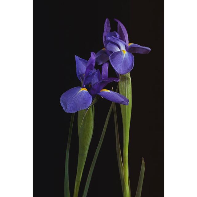 Iris on Black I by Laura Marshall - Wrapped Canvas Photograph Rosalind Wheeler Size: 91cm H x 61cm W x 3.8cm D on Productcaster.