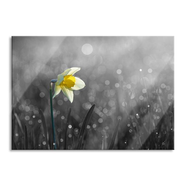 Daffodil in the Morning Sun - Unframed Photograph on Glass Brayden Studio Colour: Black/White, Size: 70cm H x 100cm W x 0.4cm D on Productcaster.