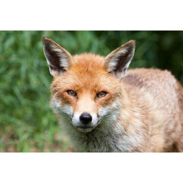 Red Fox In Surrey by Moonstone Images - Wrapped Canvas Print Alpen Home Size: 30cm H x 46cm W x 3.8cm D on Productcaster.