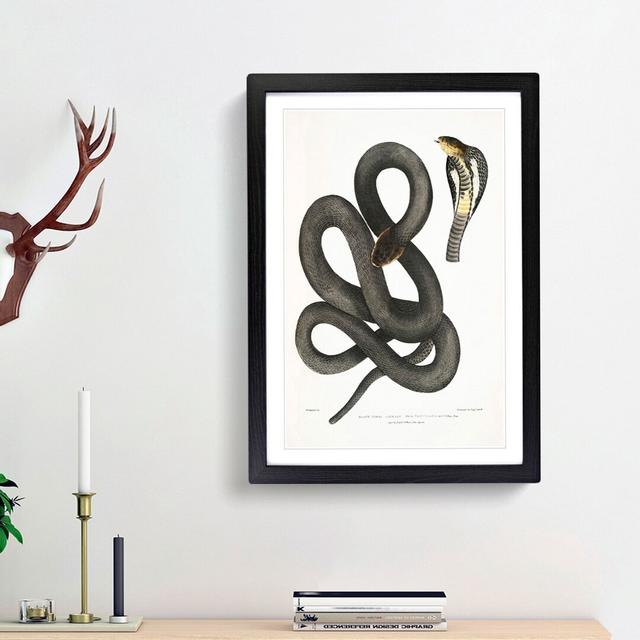 Black Cobra Capella Snake by John Edward Gray - Picture Frame Art Print East Urban Home Frame Option: Black Framed, Size: 65cm H x 48cm W x 2cm D on Productcaster.