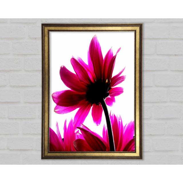 Delicate Pink - Single Picture Frame Art Prints Ebern Designs Size: 84.1cm H x 59.7cm H x 1.5cm D on Productcaster.