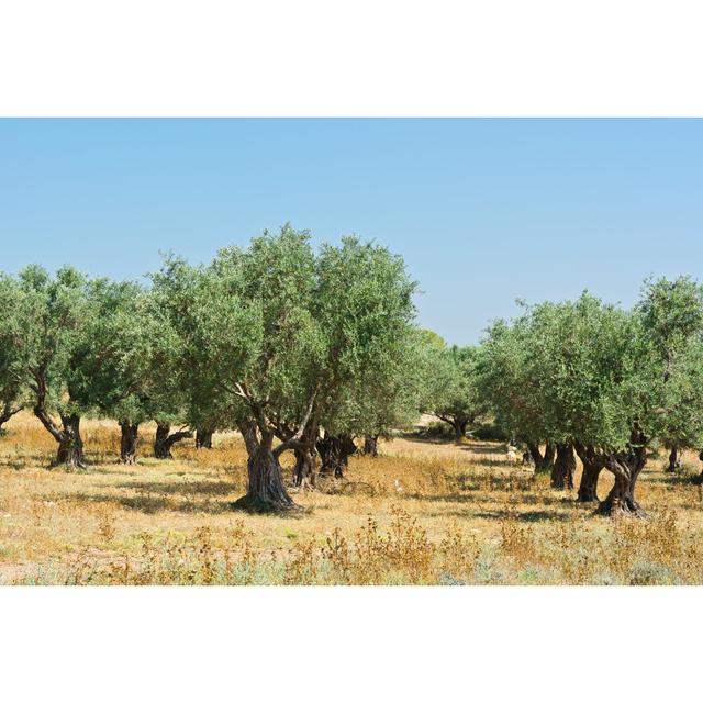 Olive Grove by Gkuna - Wrapped Canvas Print 17 Stories Size: 30cm H x 46cm W on Productcaster.