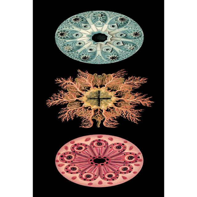 Kaleidoscope Anemone I by Vision Studio - Wrapped Canvas Graphic Art Latitude Vive Size: 76cm H x 51cm W x 3.8cm D on Productcaster.