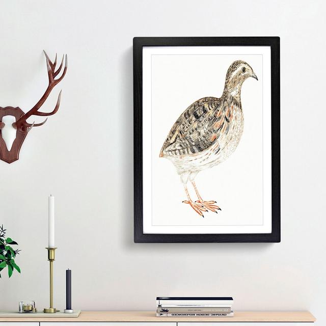 A Quail by Johan Teyler - Picture Frame Painting Print on Paper East Urban Home Frame Option: Black Framed, Size: 63cm H x 45cm W x 2cm D on Productcaster.