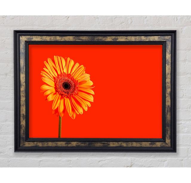 Orange auf Orange Gerbera - Druck Brayden Studio Größe: 84,1 cm H x 118,9 cm B x 8 cm T, Format: Gold/Schwarz Gerahmtes Papier on Productcaster.