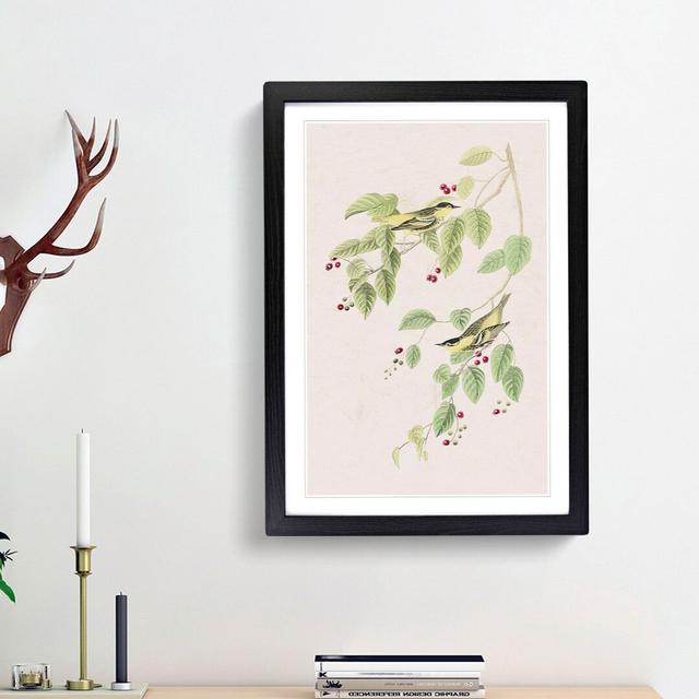 Carbonated Warbler Birds by John Audubon - Picture Frame Painting Print East Urban Home Frame Option: Black Framed, Size: 48cm H x 36cm W x 2cm D on Productcaster.