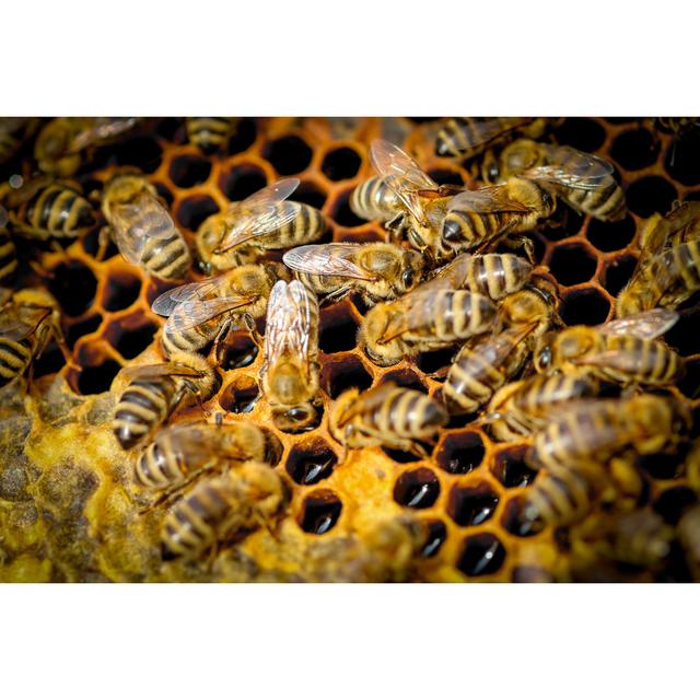 Jolyn Close Up Of Bees On Honeycomb by Csaba Toth - Wrapped Canvas Photograph Latitude Run Size: 20cm H x 30cm W x 3.8cm D on Productcaster.