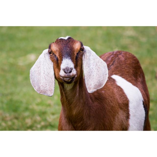 Nubian Farm Goat - on Brambly Cottage Size: 61cm H x 91cm W x 3.8cm D on Productcaster.