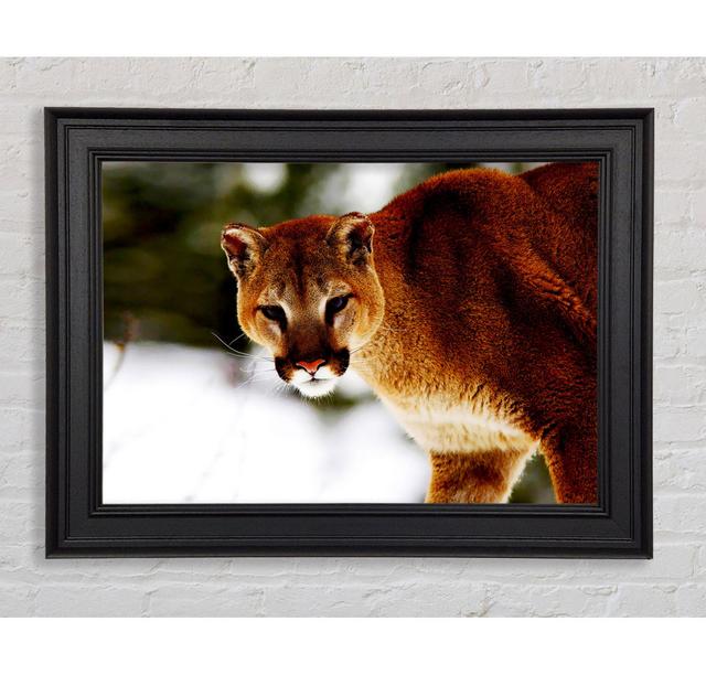 Florida Panther In The Snow Framed Print Ebern Designs Size: 42cm H x 59.7cm W on Productcaster.