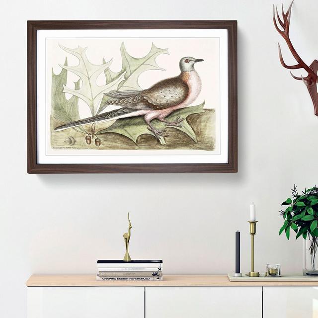 Pigeon of Passage by Mark Catesby - Picture Frame Painting Print East Urban Home Format: Walnut Framed, Size: 48cm H x 65cm W x 2cm D on Productcaster.