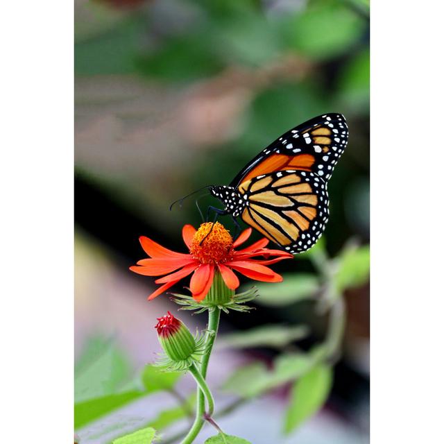 Madleine Monarch Butterfly by EttaDallas - Wrapped Canvas Photograph Brambly Cottage Size: 46cm H x 30cm W x 3.8cm D on Productcaster.