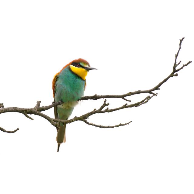 Bee Eater 17 Stories Size: 20cm H x 30cm W on Productcaster.