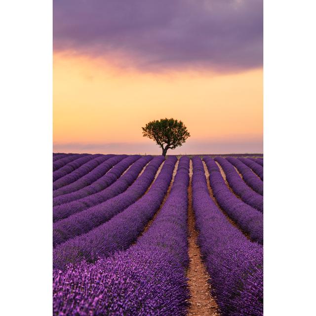 Purple Lavender Field Of Provence At Sunset Fleur De Lis Living Size: 30cm H x 20cm W x 3.8cm D on Productcaster.