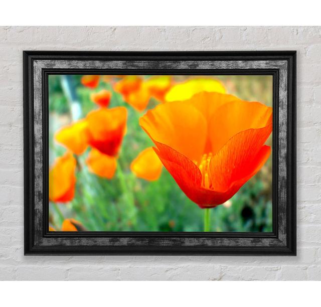 California Poppies Orange - Single Picture Frame Art Prints Bright Star Size: 59.7cm H x 84.1cm W x 8cm D on Productcaster.