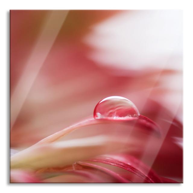 Raindrops On A Pink Flower Petal - No Frame Print on Glass Brayden Studio Size: 80cm H x 80cm W x 0.4cm D on Productcaster.