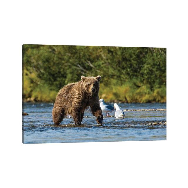 Grizzly Or Brown Bear (Ursus Arctos), Moraine Creek (River), Katmai NP And Reserve, Alaska by Michael DeFreitas - Wrapped Canvas Print Alpen Home Size on Productcaster.