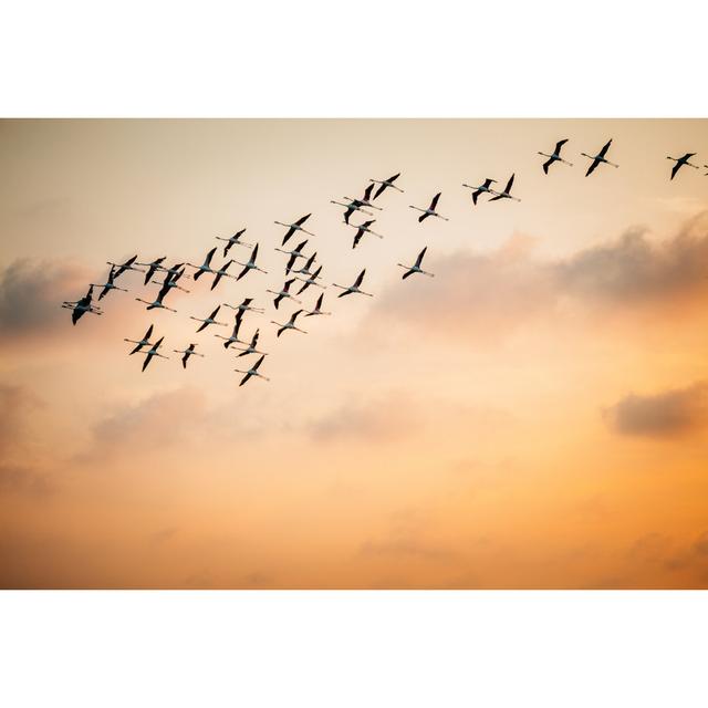 Flamingos by SimonSkafar - No Frame Art Prints on Canvas 17 Stories Size: 51cm H x 76cm W on Productcaster.