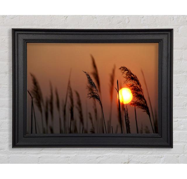 Reed Silhouette At Sunset Framed Print Ebern Designs Size: 29.7cm H x 42cm W x 8cm D on Productcaster.