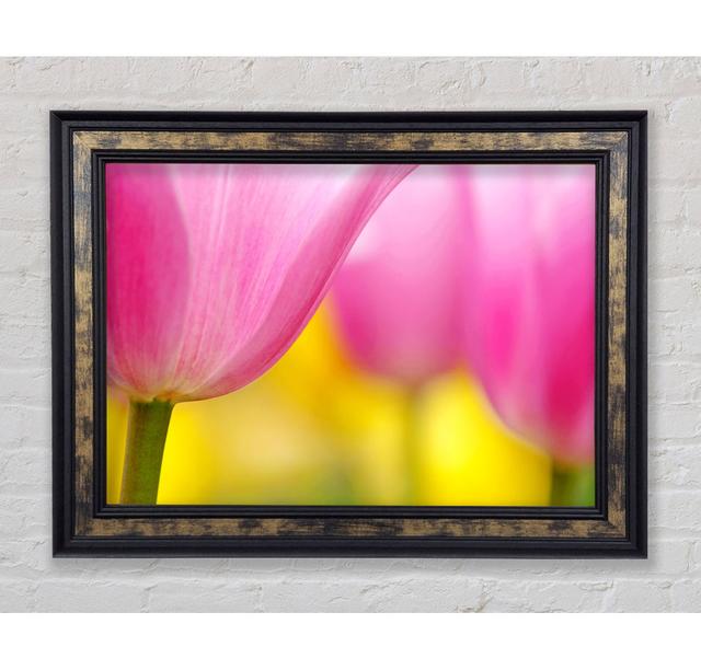 Close-Up Soft Heaven Tulip Framed Print - Single Picture Frame Art Prints on Canvas Rosalind Wheeler Size: 59.7cm H x 84.1cm W x 8cm D, Format: Silver on Productcaster.