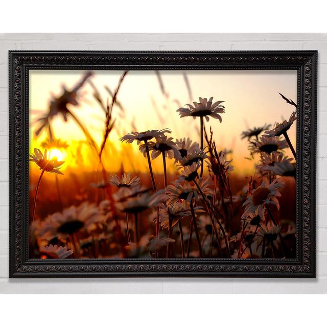 Daisies At Sunset - Single Picture Frame Art Prints Bright Star Size: 21cm H x 29.7cm W on Productcaster.